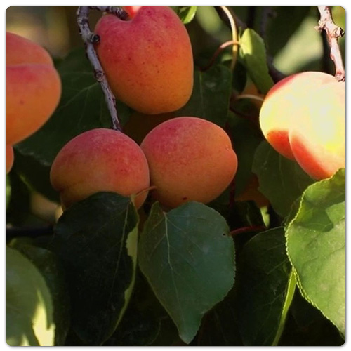 Abricots du Roussillon 